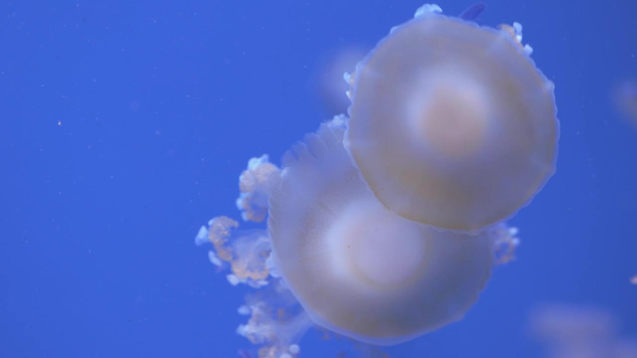 Jellyfish below the surface, animal, ocean, and jellyfish