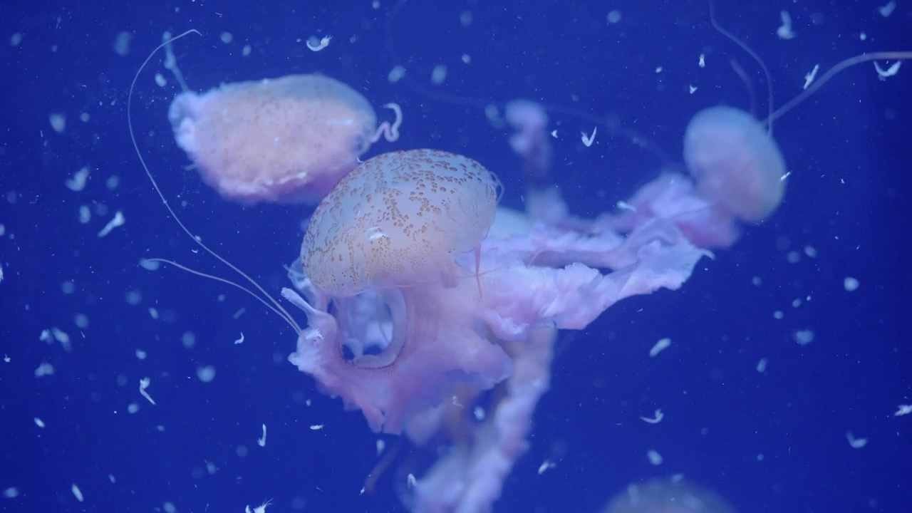 Jellyfish swarm off the coast, coast and jellyfish