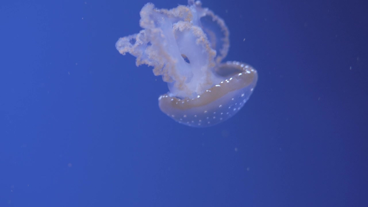 Jellyfish swimming away, swimming and jellyfish