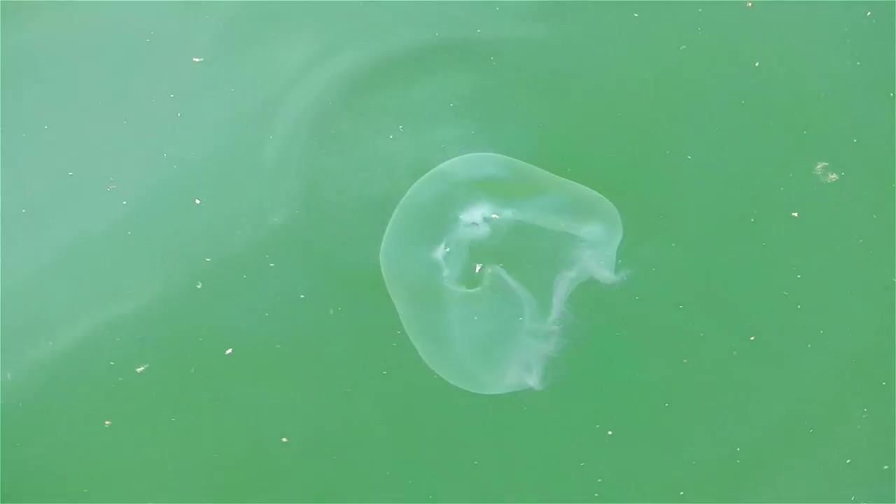 Jellyfish swimming in green water, water, wildlife, fish, and jellyfish