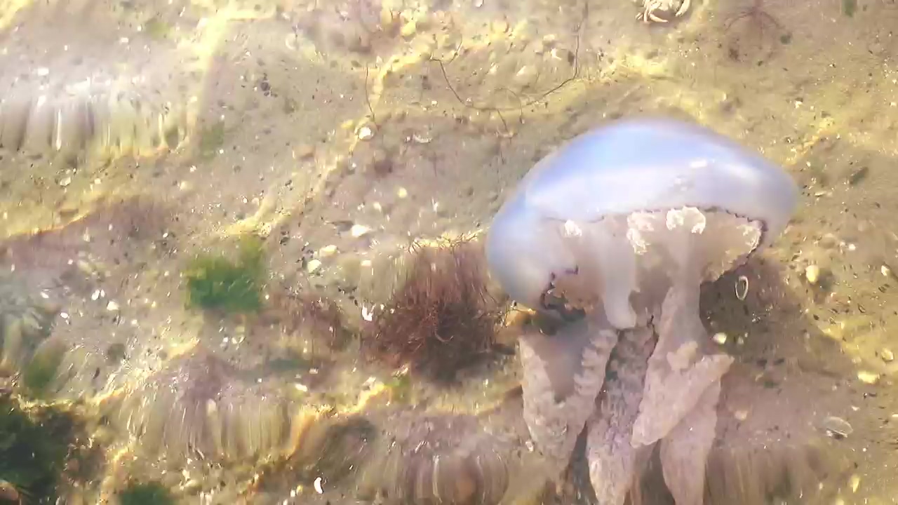 Jellyfish underwater in the sand #water #underwater #fish #jellyfish