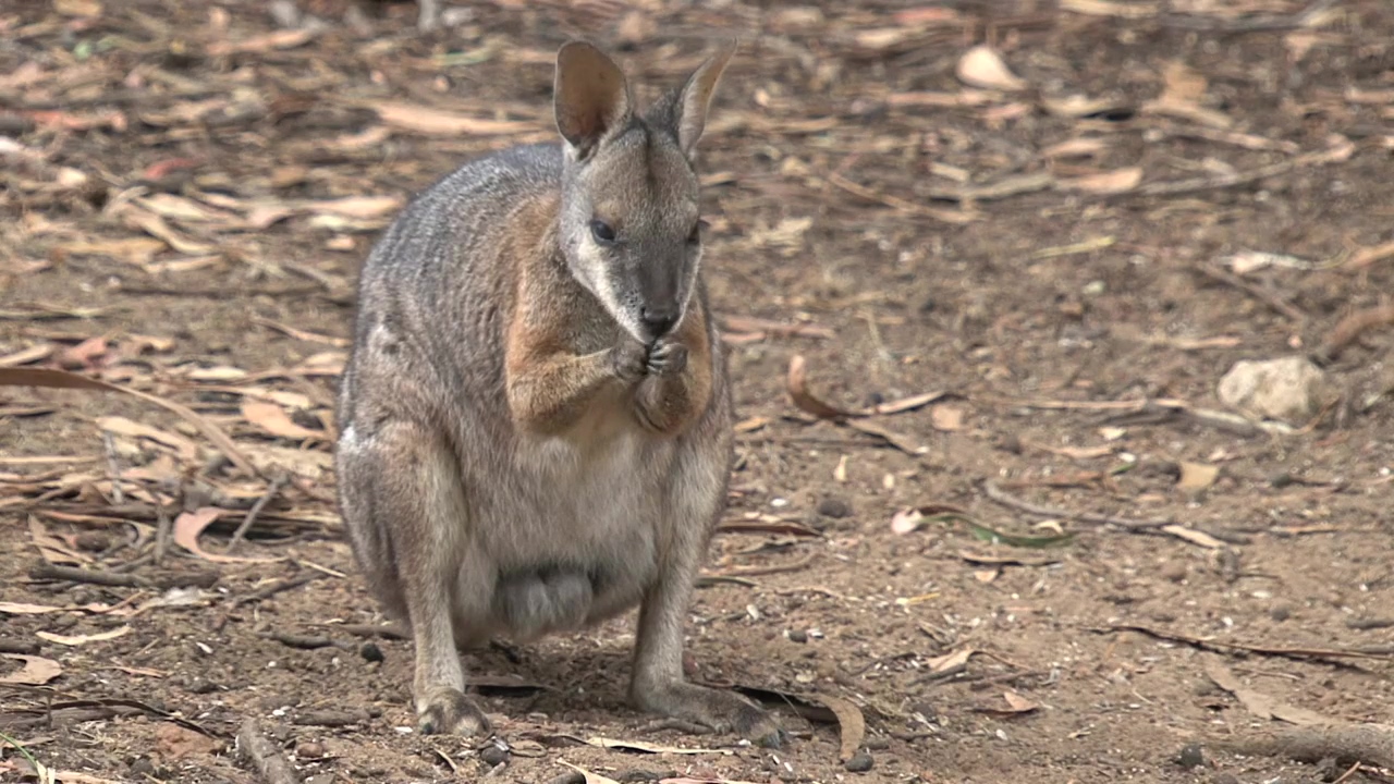 Kangaroo cleaning its nose, animal, wildlife, wild, australia, and kangaroo