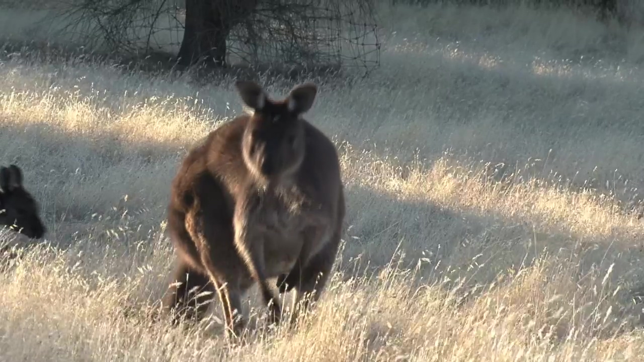 Kangaroo eating grass #animal #wildlife #eating #australia #kangaroo