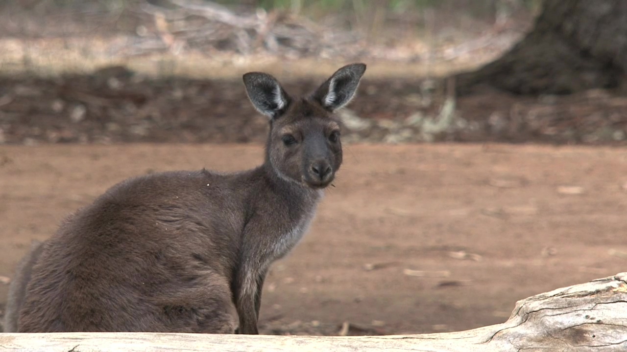 Kangaroo looking around, animal, wildlife, wild, australia, and kangaroo
