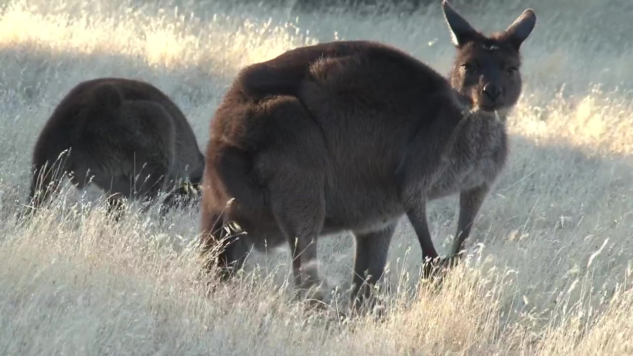 Kangaroo looking up while eating grass in australia, animal, wildlife, australia, and kangaroo