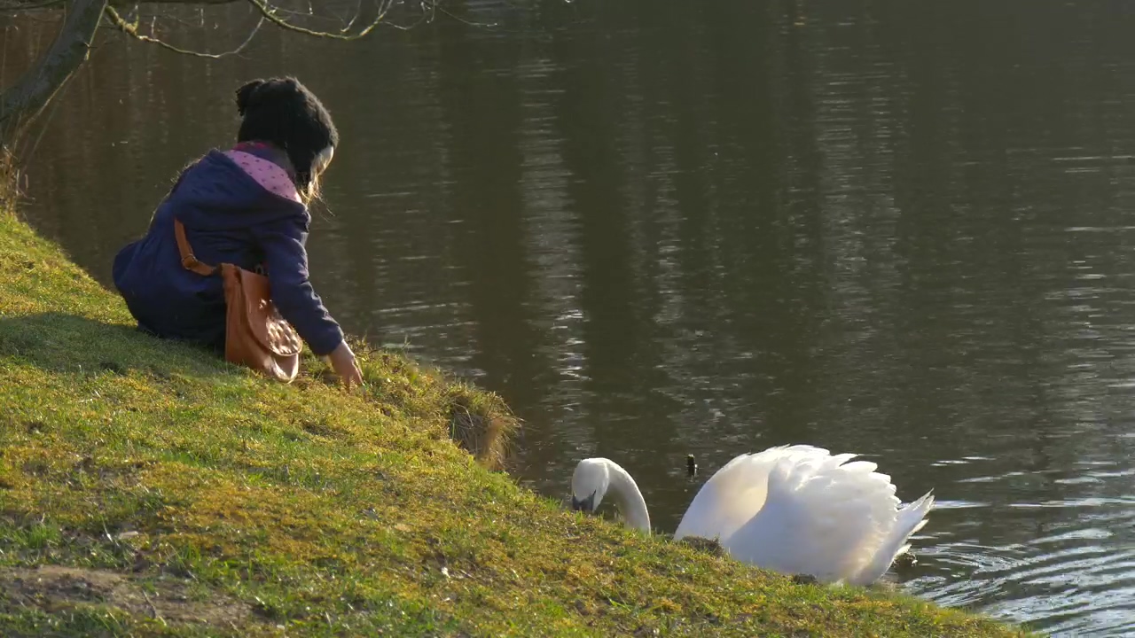 Kid feeding a white swan in the lake, animal, girl, lake, and swan