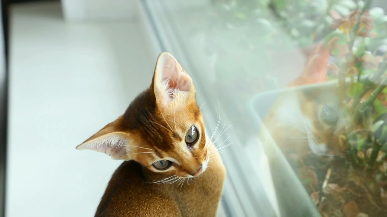 Kitten by the window, animal, home life, window, cat, and kitten
