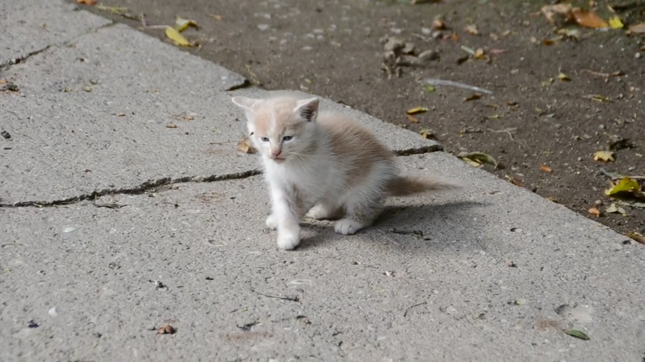 Kitten walking alone, pet, cat, cute, and kitten