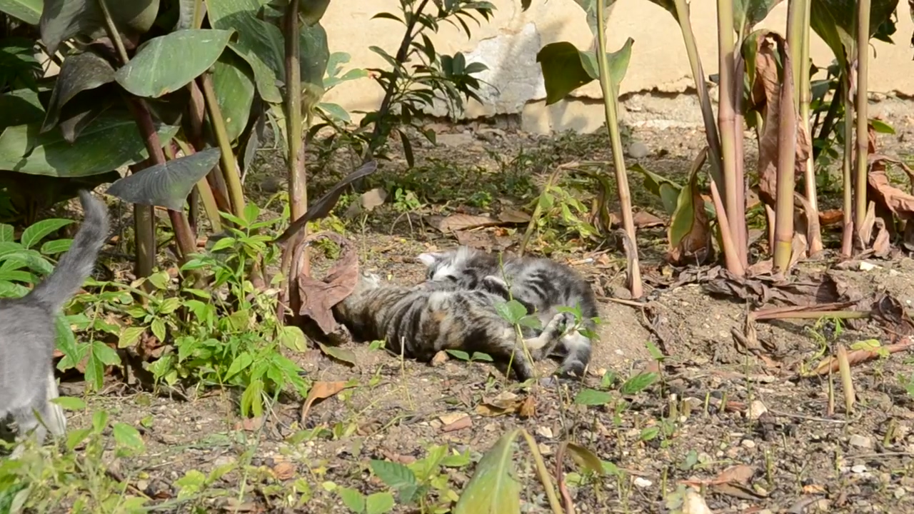 Kittens playing in a garden, animal, playing, and cat