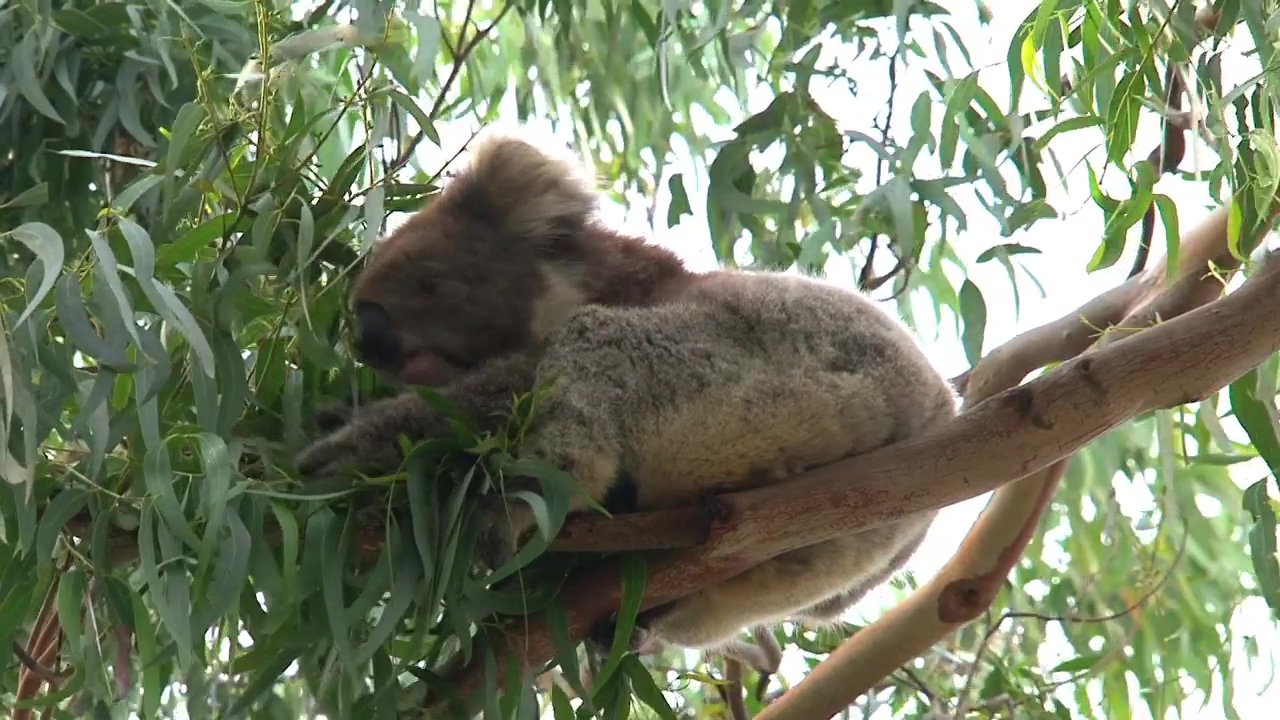 Koala eating eucalyptus leaves on a tree, animal, wildlife, tree, and australia