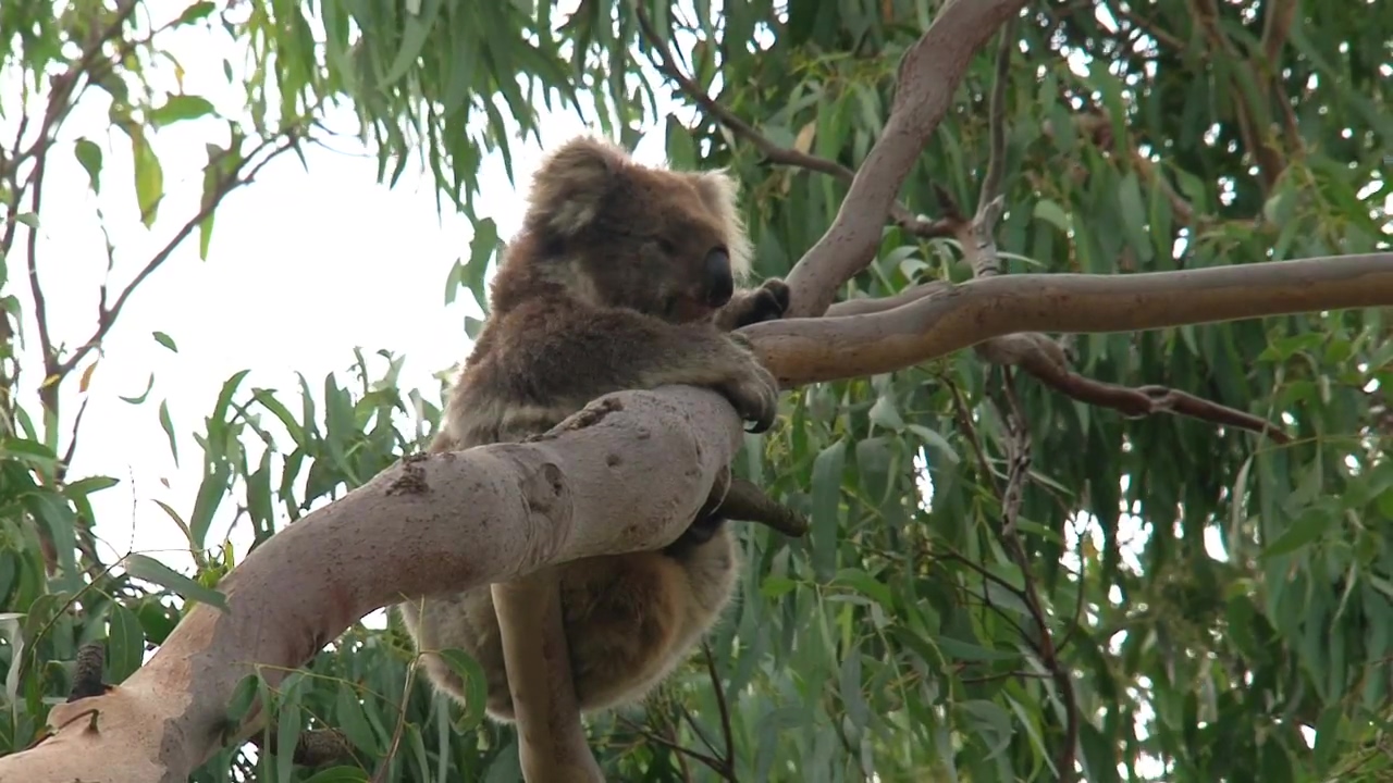 Koala hanging in a tree, animal, wildlife, tree, and australia