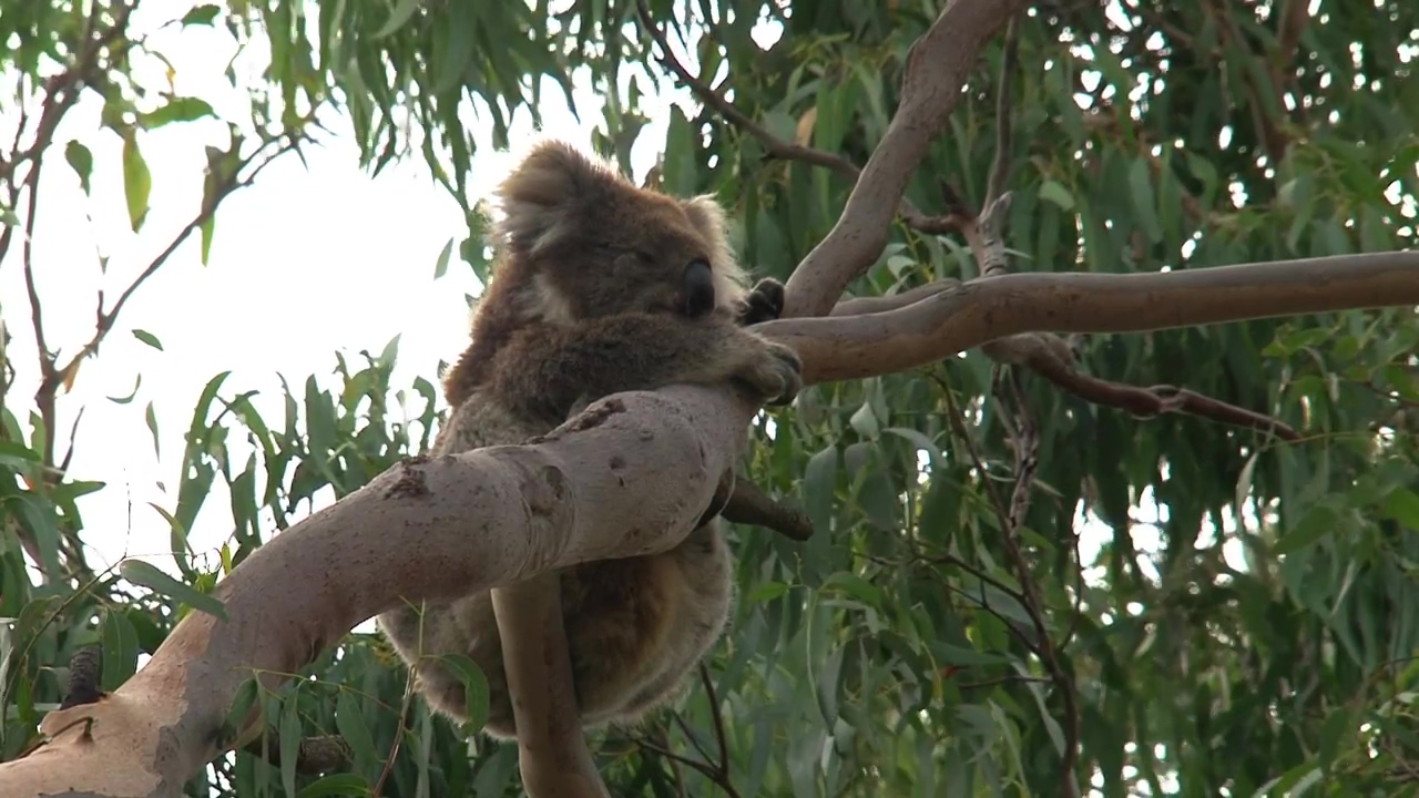 Koala hanging on a tree branch, animal, wildlife, tree, and australia