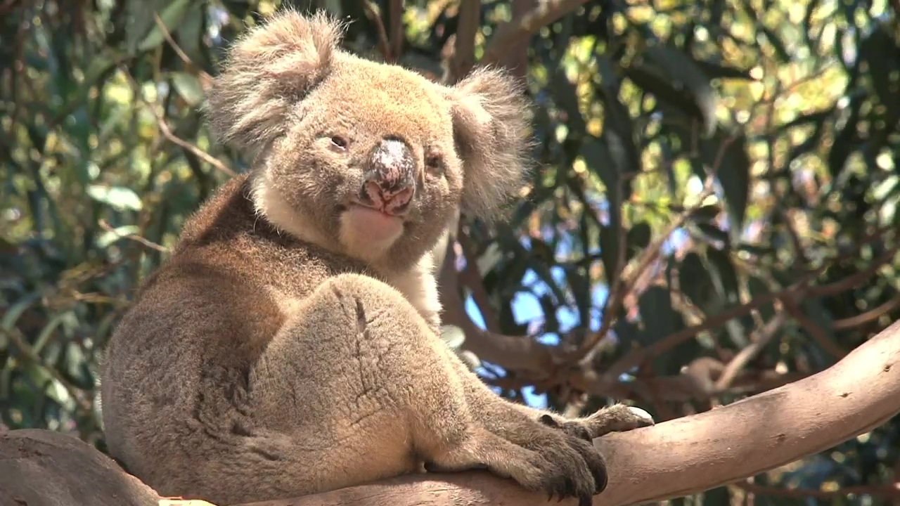 Koala in a tree looking around him, animal, wildlife, tree, and australia