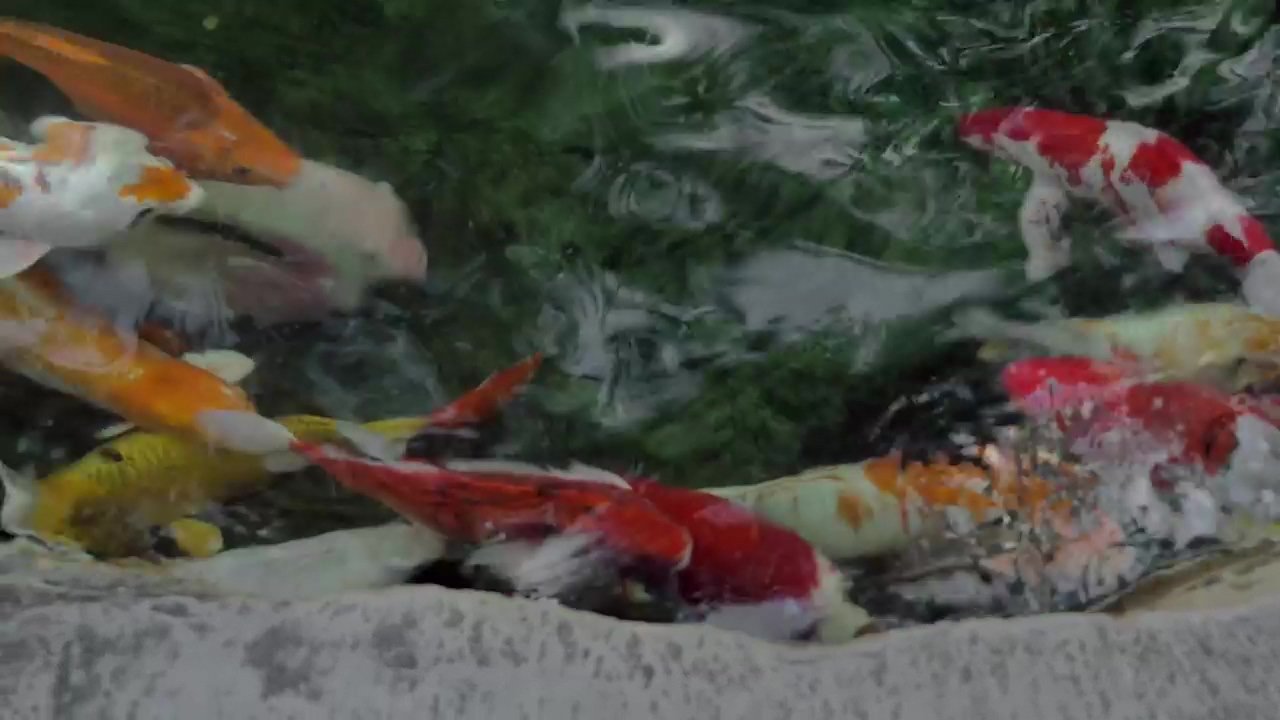 Koi in clear pond water, animal and fish