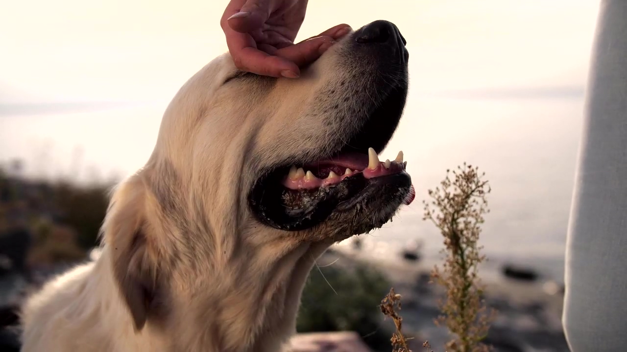 Labrador enjoying a head scratch, dog, pet, and relax