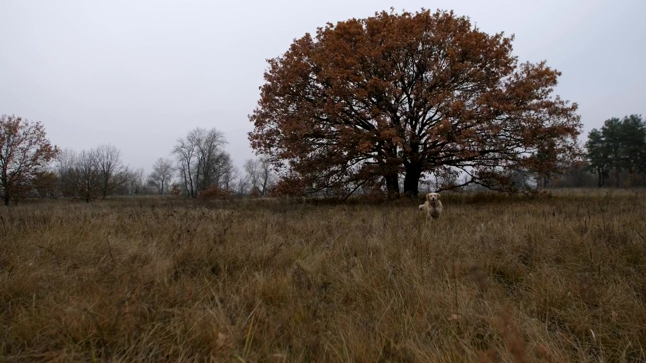 Labrador running through a field, dog, running, and autumn