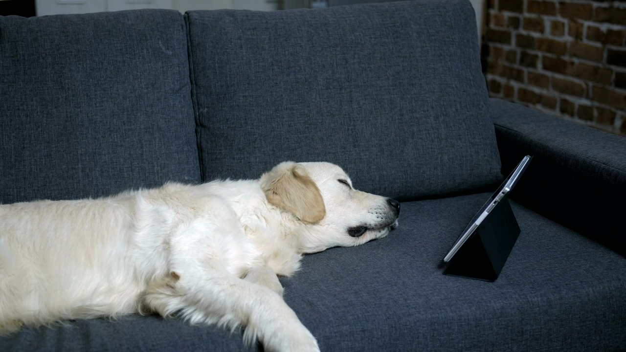 Labrador sleeping with a tablet, dog, tablet, sleep, and sleeping