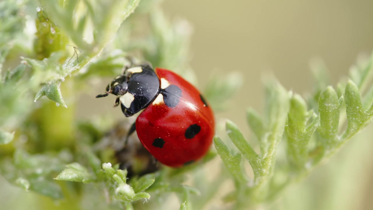 Lady bug on a plant, nature, plant, insects, and ladybug
