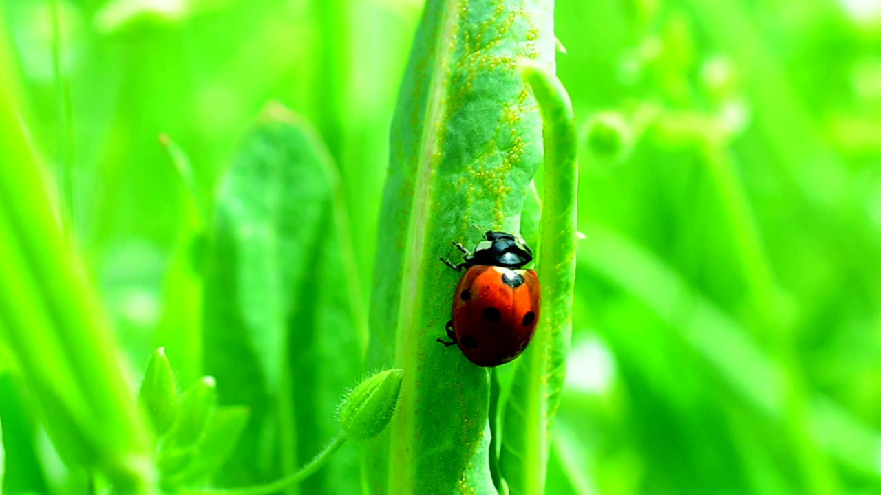 Ladybug climbing up tall grass, grass, insect, and bugs