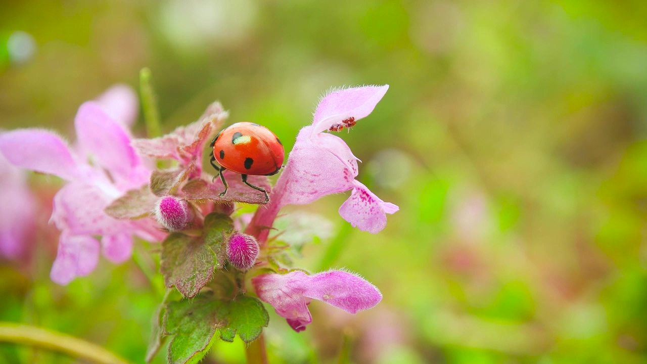 Ladybug exploring a pink flower #nature #flower #insect #ladybug