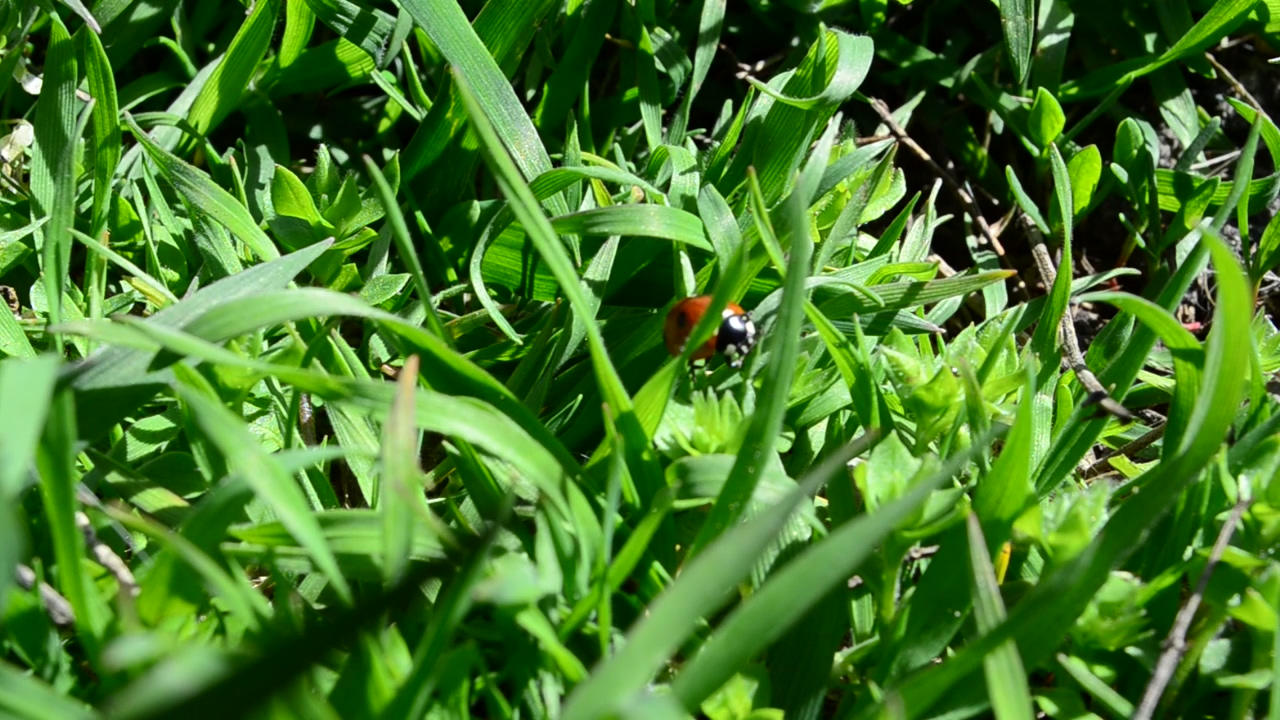 Ladybug hidden in a lawn, insect and bugs