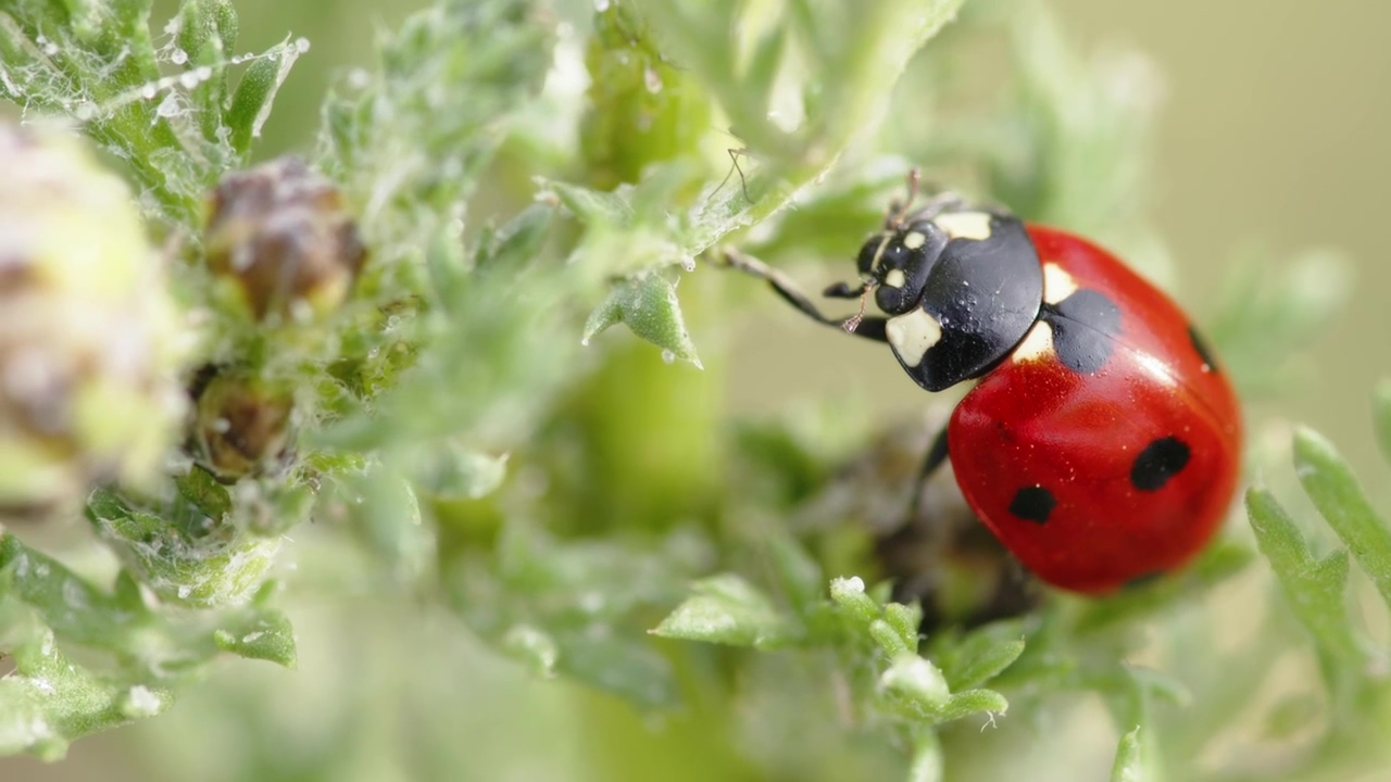 Ladybug on a green plant #green #plant #ladybug