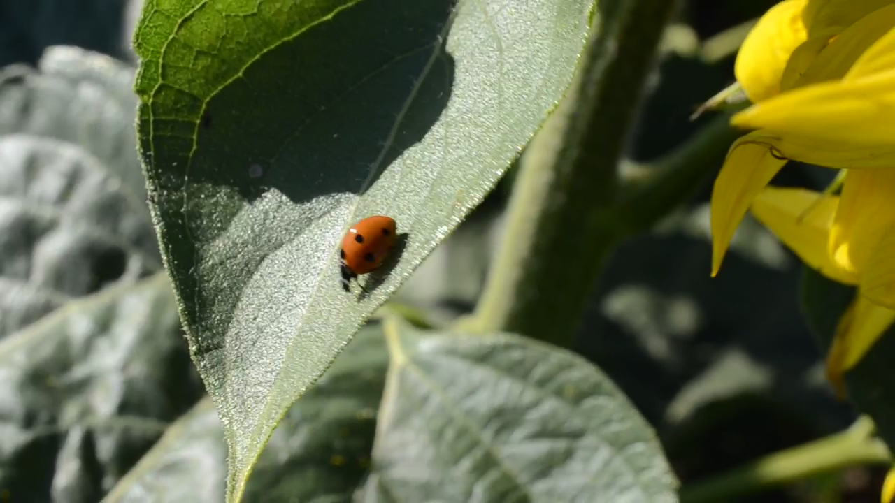 Ladybug sitting on a plant, nature, plant, insect, and bugs