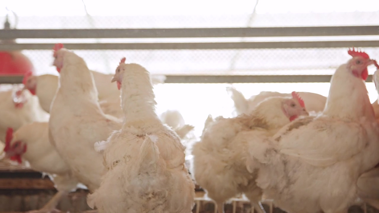 Large chicken farm with thousands of hens #agriculture #chicken #animal farm #feathers