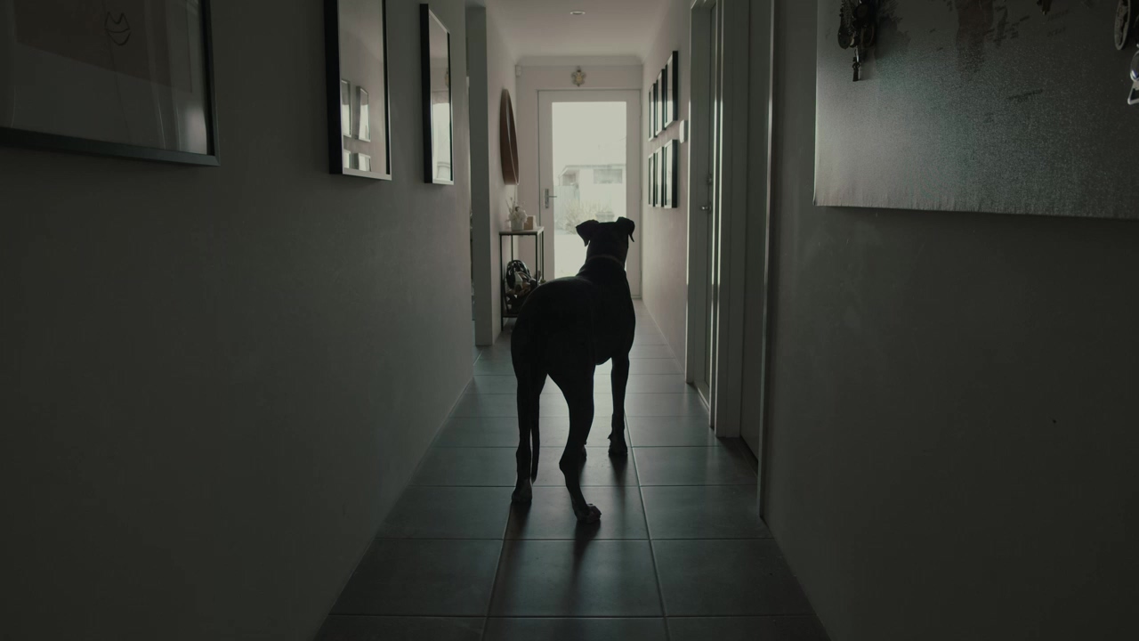 Large dog standing in a dark hallway, dog, dogs, and great dane