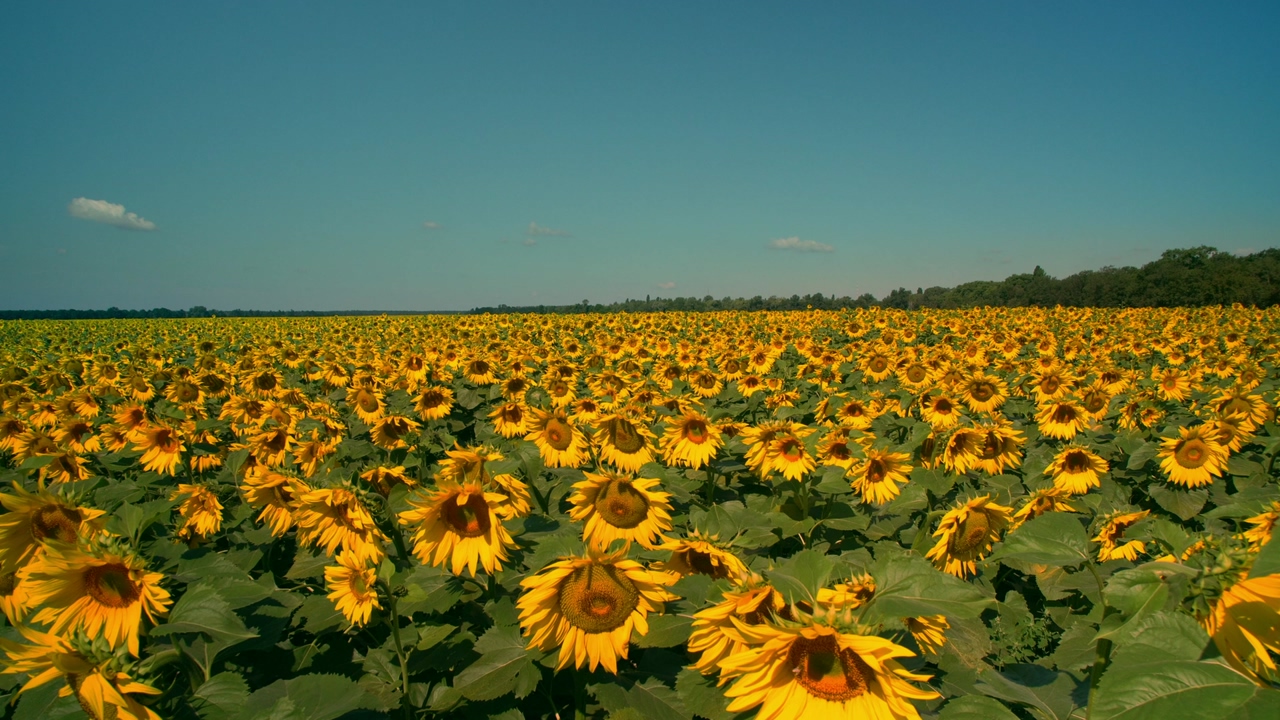 Large field of sunflowers, with flowers to the horizon, during a sunny and clear day