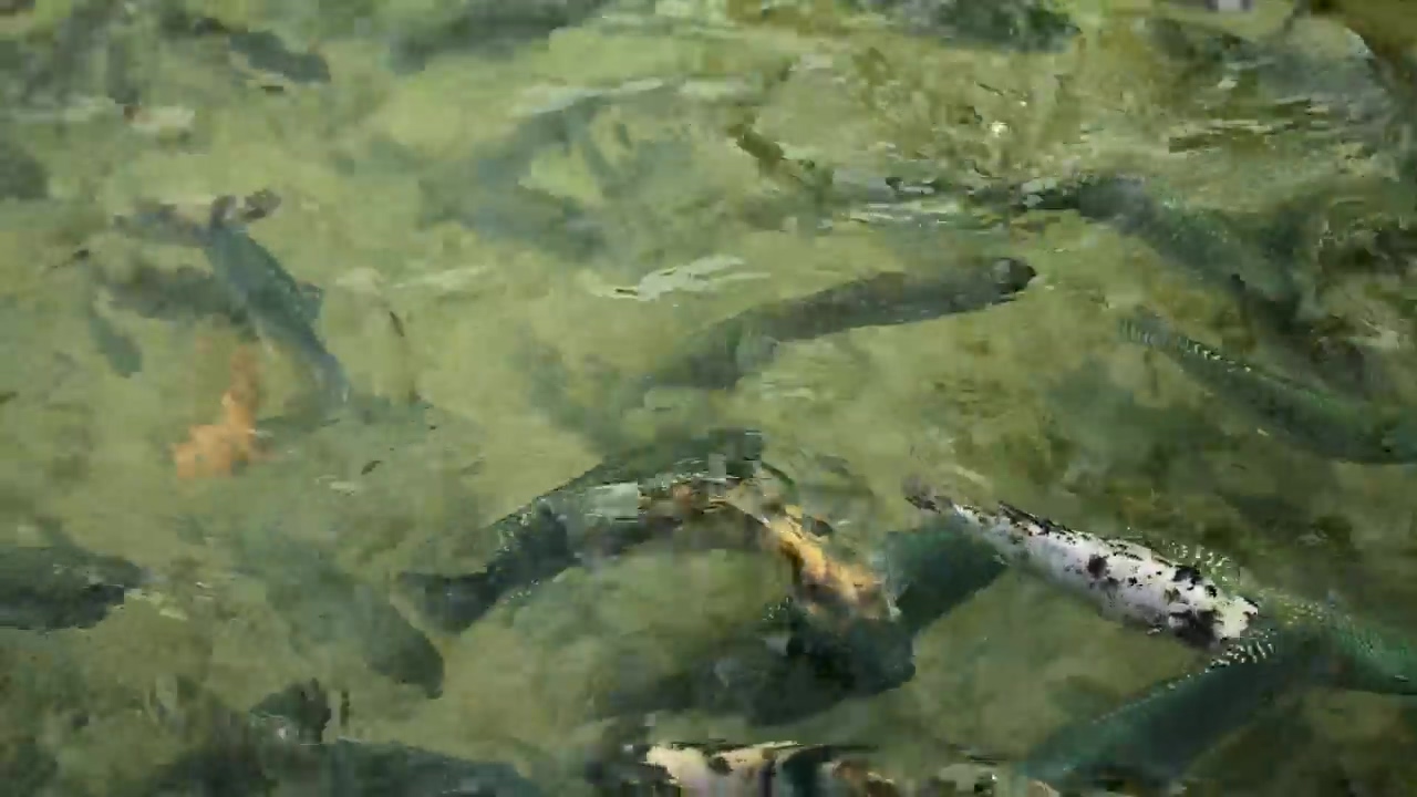 Large fish feeding in a pond, eating, wild, and fish