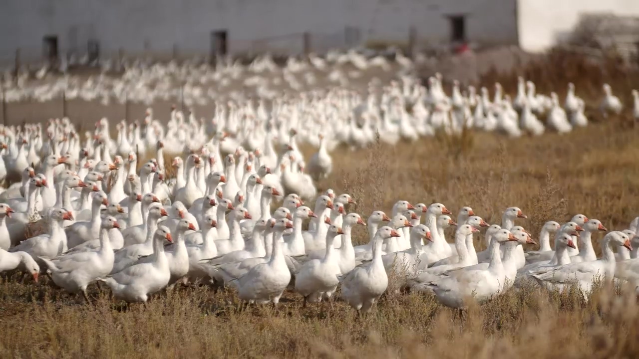 Large flock of geese walking along a field on a farm, bird, farm, duck, and farm animals