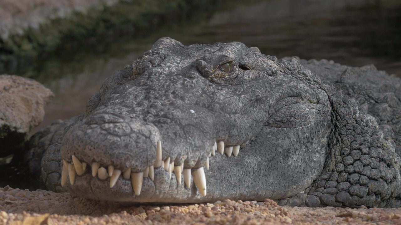 Large grey crocodile, danger, crocodile, and alligator