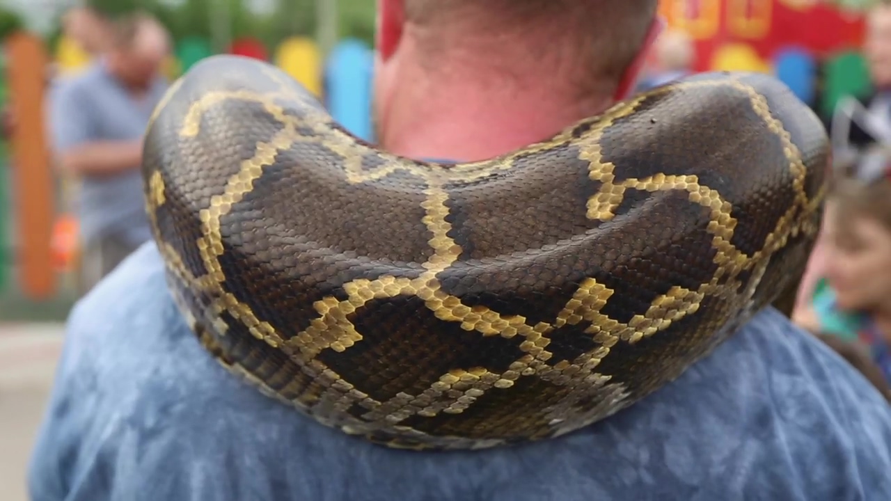 Large snake wrapped around a man's shoulders, man, pet, reptile, carnival, and snakes