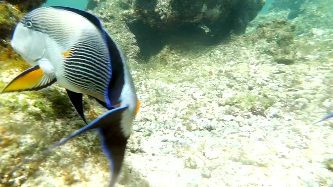 Large sohal tang or surgeonfish swimming over a coral reef, animal, fish, and swimming