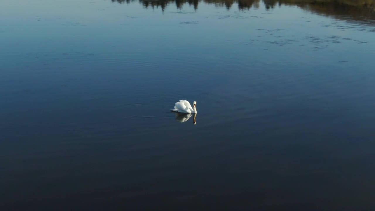 Large swan in calm water, water, lake, bird, and swan
