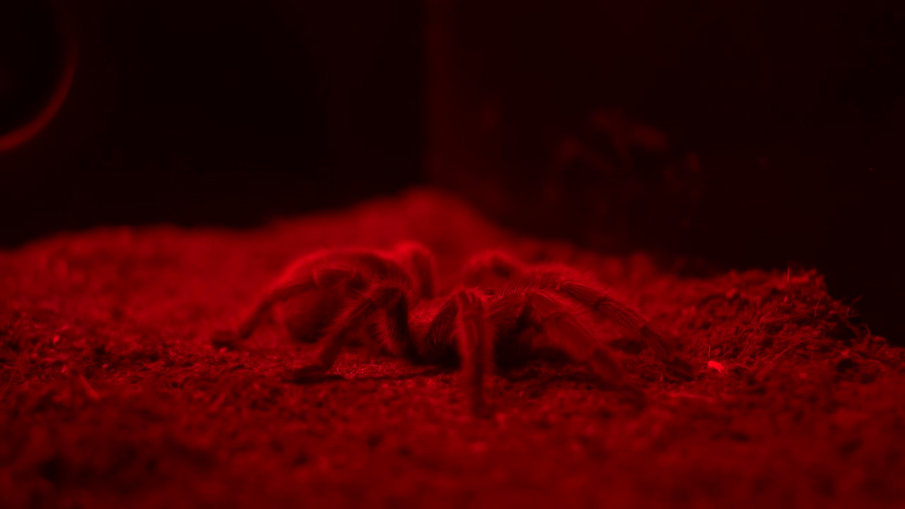 Large tarantula spider in red light, horror, red, insect, fear, danger, dark web, and spider