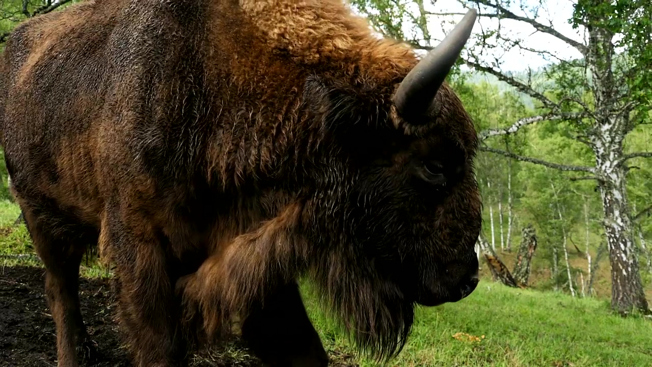 Large wooly bison walking through the woods, wildlife, europe, animals, wild animals, and bison