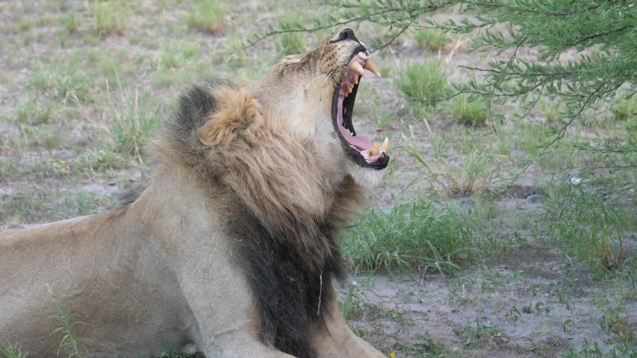 Lazy male lion yawning, animal, wildlife, and lion