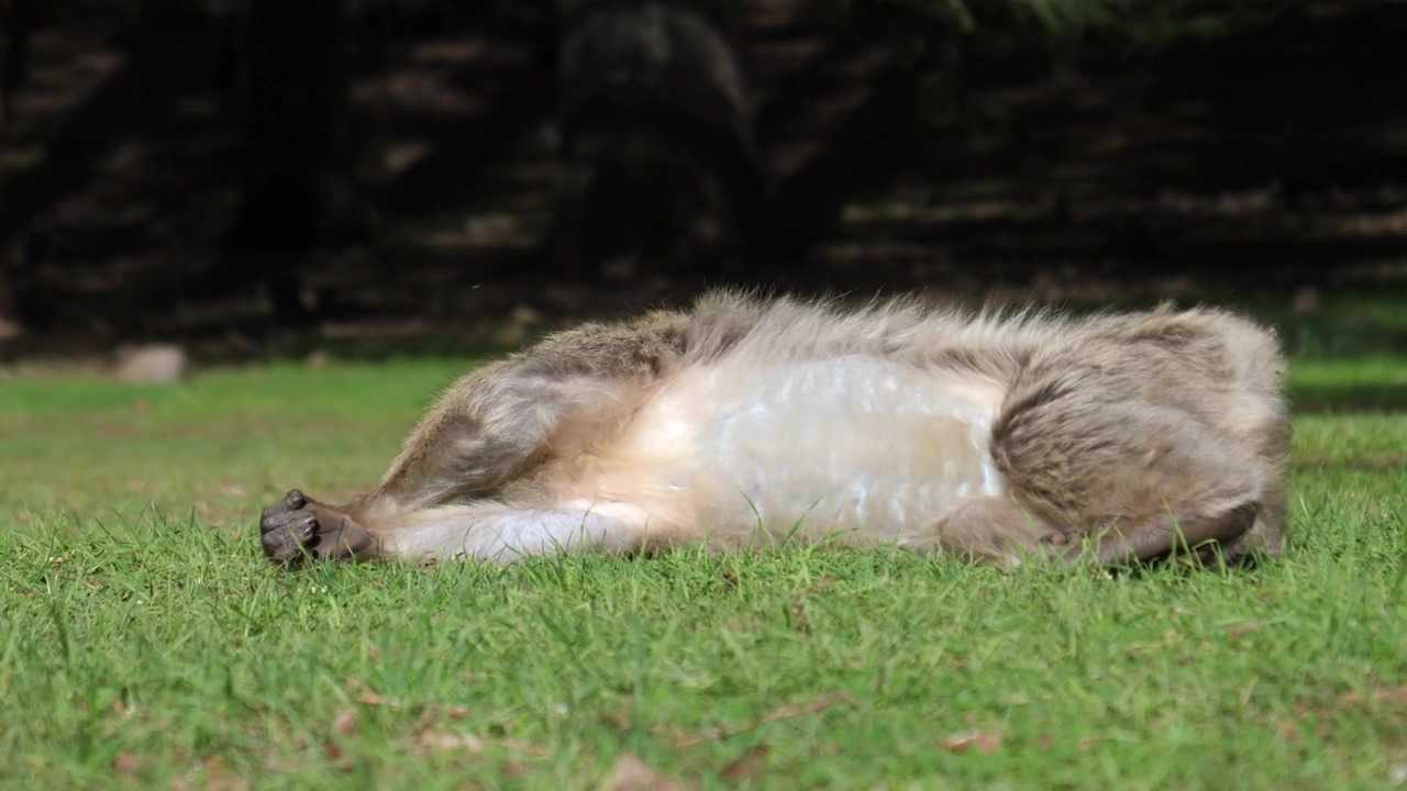 Lazy monkey resting in the grass #animal #wildlife #money #zoo #lazy