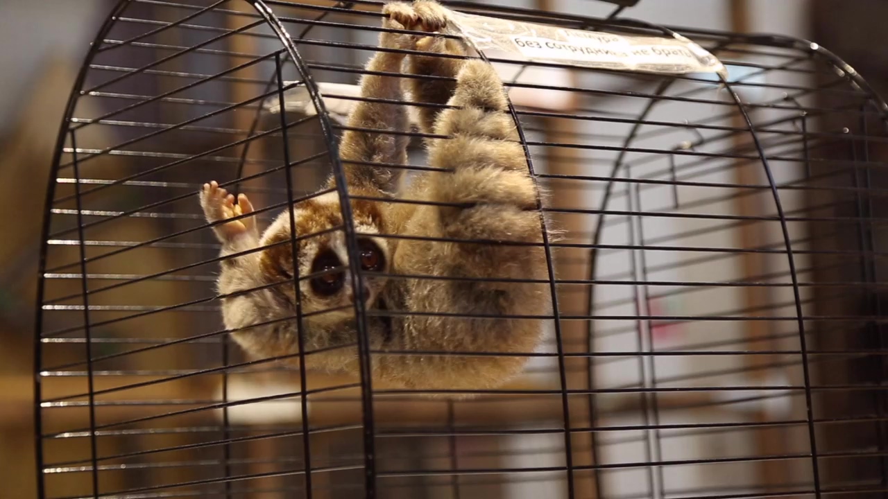 Lemur climbing in a cage at a zoo, animal, zoo, climb, and animal observation