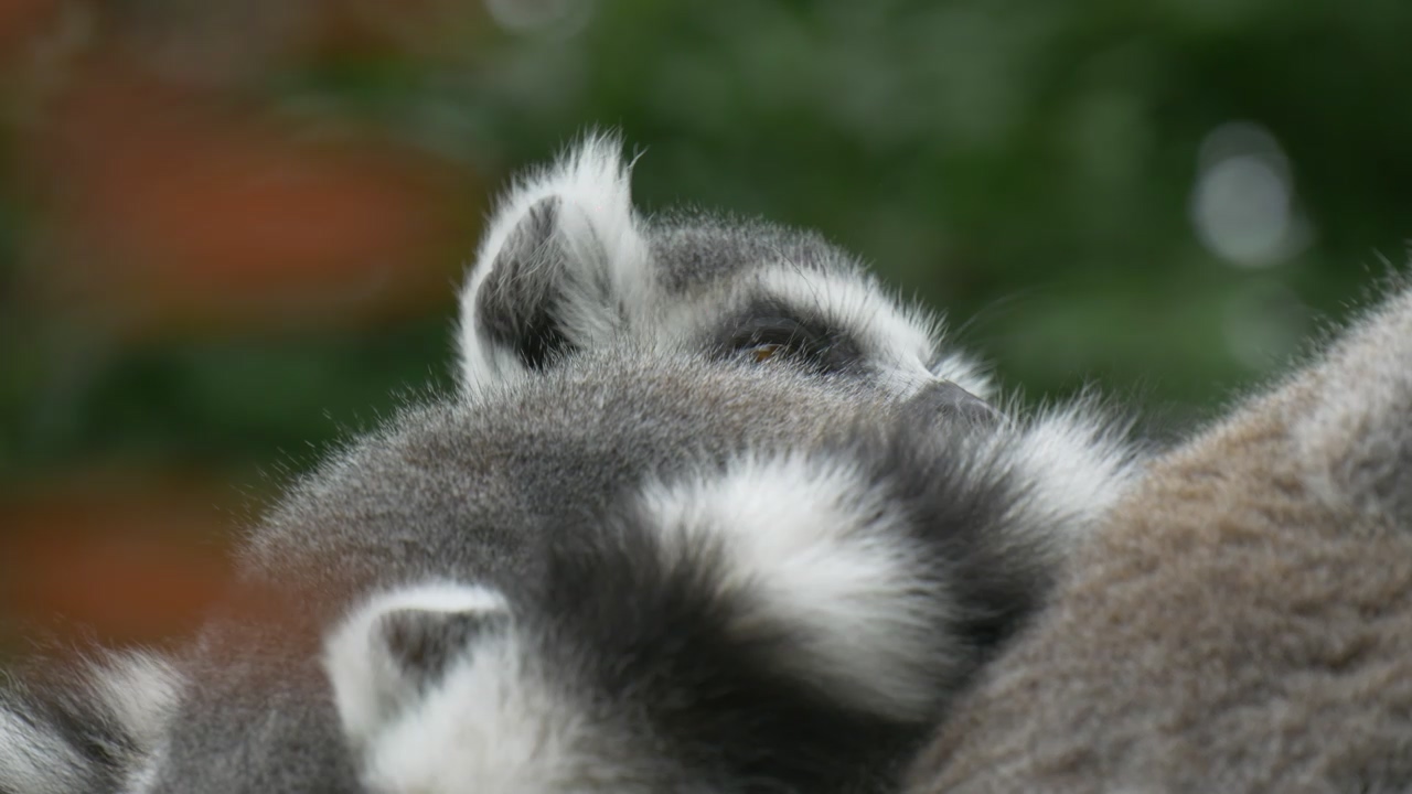 Lemur reclining in nature, animal, wildlife, and wild
