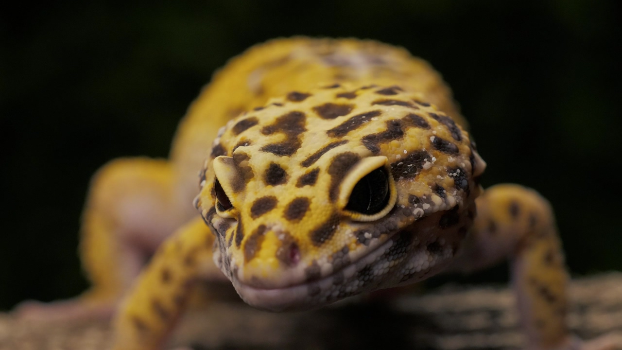 Leopard gecko lizard with tongue out licking its lips