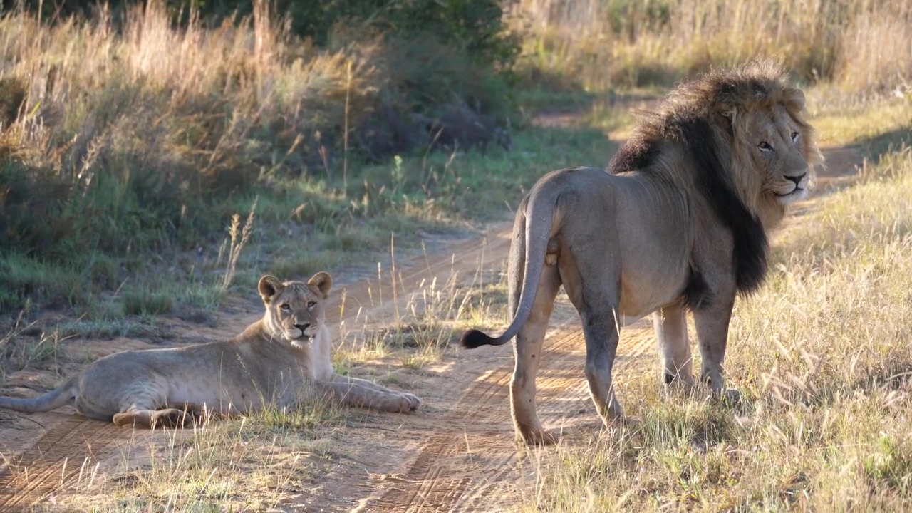 Lion couple in the middle of the road, animal, wildlife, road, savanna, and lion