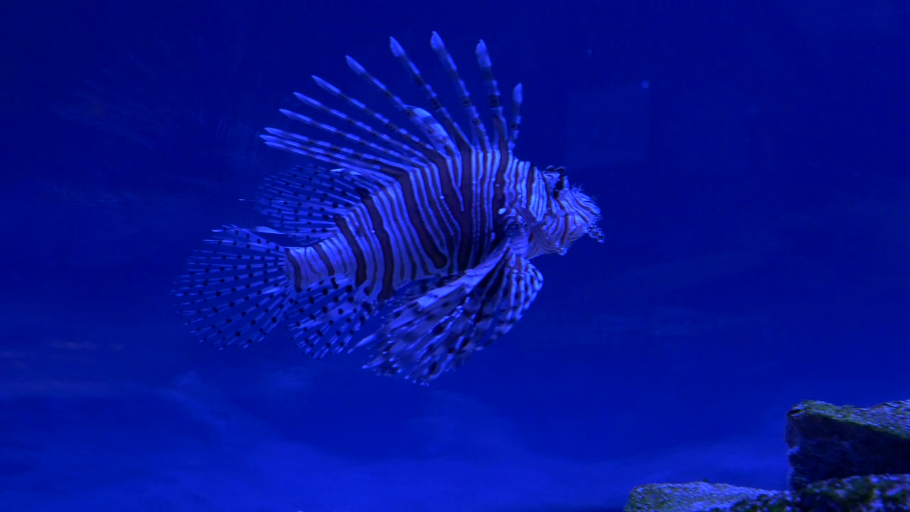 Lion fish swimming in blue water, animal, wildlife, underwater, fish, and aquarium