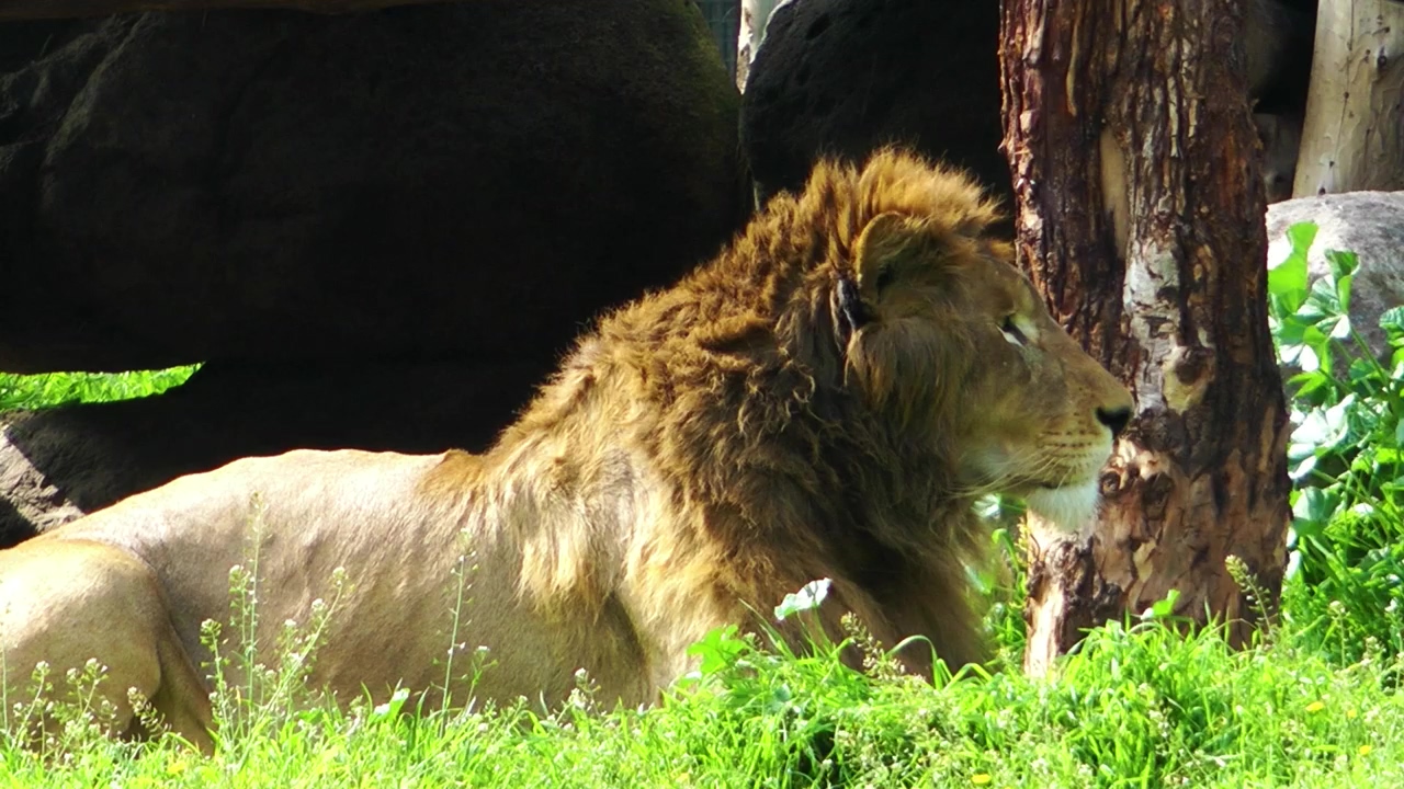 Lion king resting in the jungle #africa #zoo #jungle #lion #king