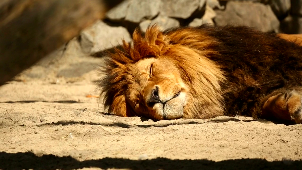 Lion resting in the sun, animal, wildlife, and lion