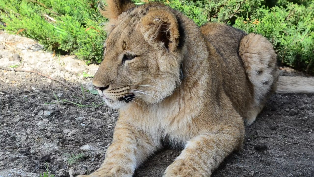 Lioness resting in the shade, animal, cat, zoo, and lion