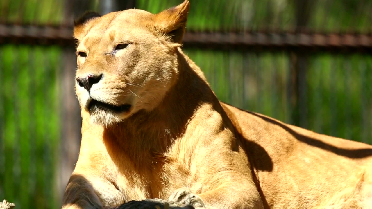 Lioness taking a sun bath, animal, wildlife, africa, zoo, african, and lion