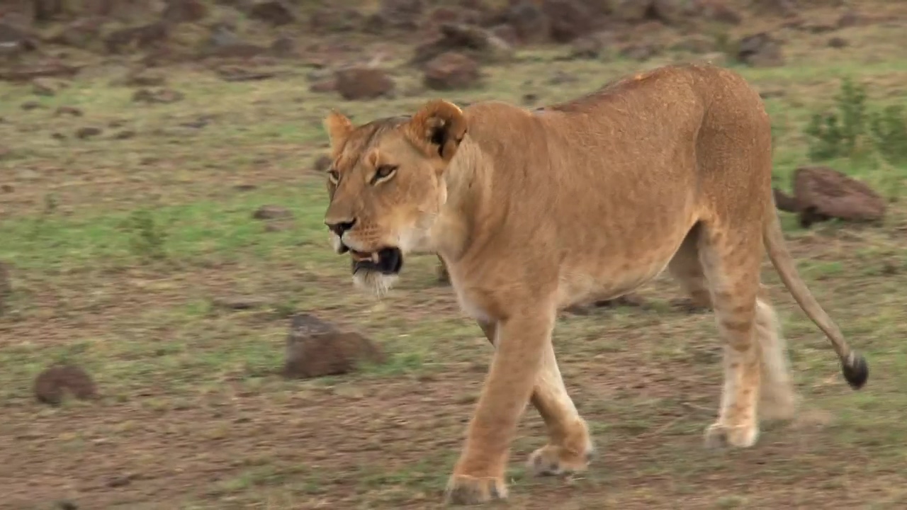 Lioness walking on the savanna, animal, wildlife, africa, savanna, and lion